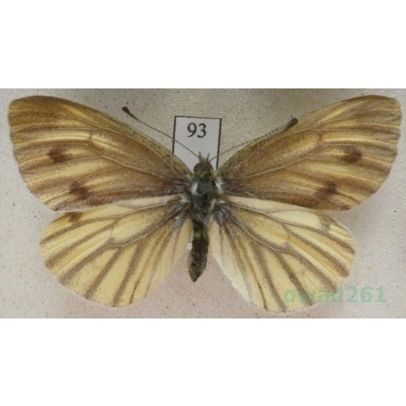 Pieris bryoniae (Hübner, 1806) female Bielinek bryonie Austria93